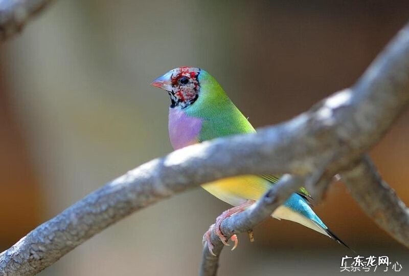 对于新手来说七彩文鸟好养吗 七彩文鸟好不好养