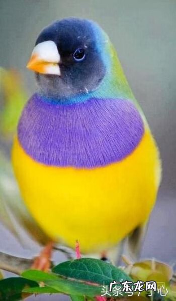 对于新手来说七彩文鸟好养吗 七彩文鸟好不好养