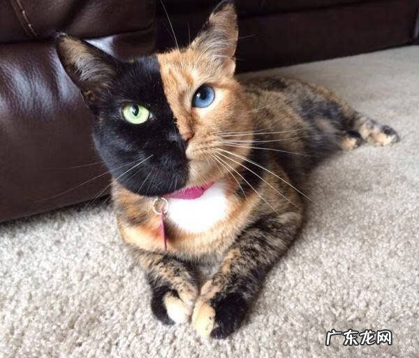 白猫好不好风水 白猫象征着风水