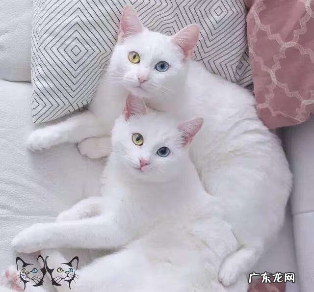 白猫好不好风水 白猫象征着风水