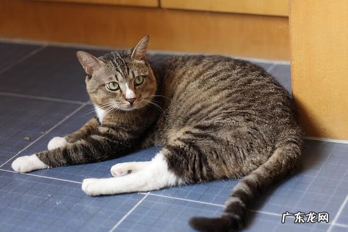 白猫好不好风水 白猫象征着风水