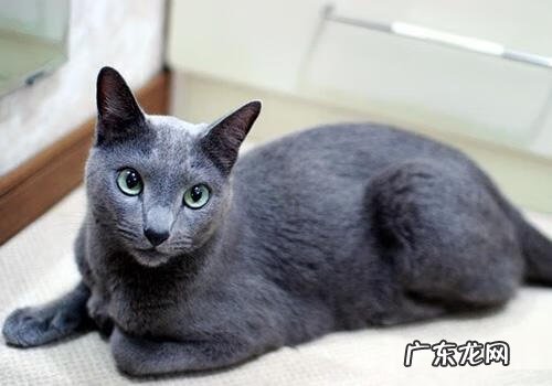 白猫好不好风水 白猫象征着风水