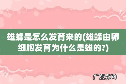 雄蜂由卵细胞发育为什么是雄的? 雄蜂是怎么发育来的