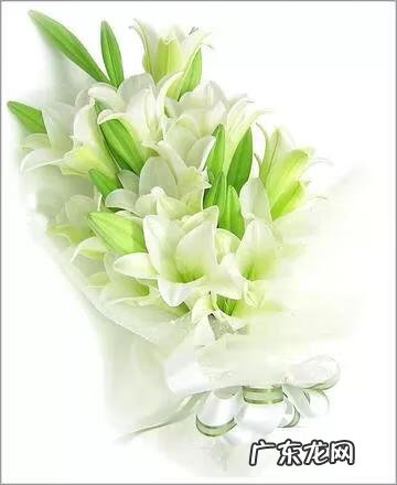 百合如何做哪方面的事 女生说百合是什么意思