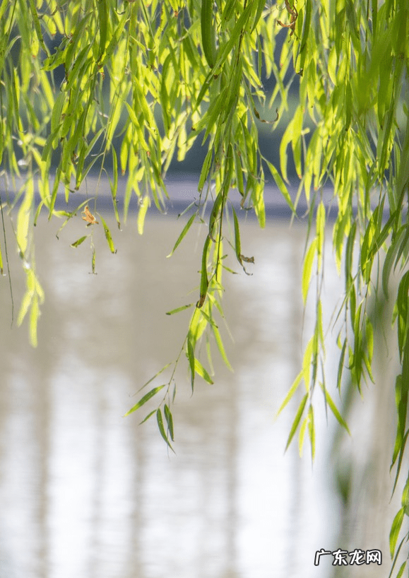 华尔兹四方步 走四方步