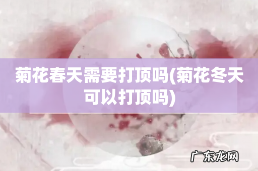 菊花冬天可以打顶吗 菊花春天需要打顶吗