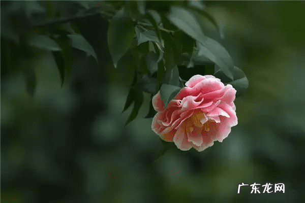 风水植物有哪些及作用 植物与风水的关系