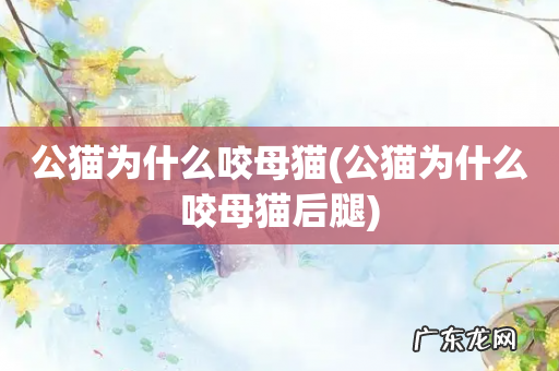 公猫为什么咬母猫后腿 公猫为什么咬母猫