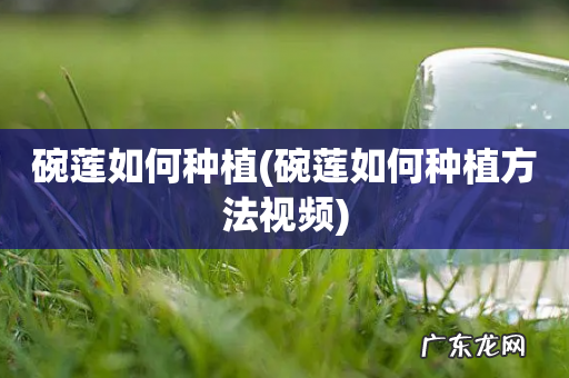 碗莲如何种植方法视频 碗莲如何种植