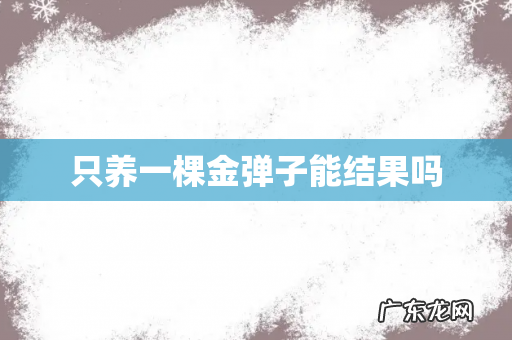只养一棵金弹子能结果吗