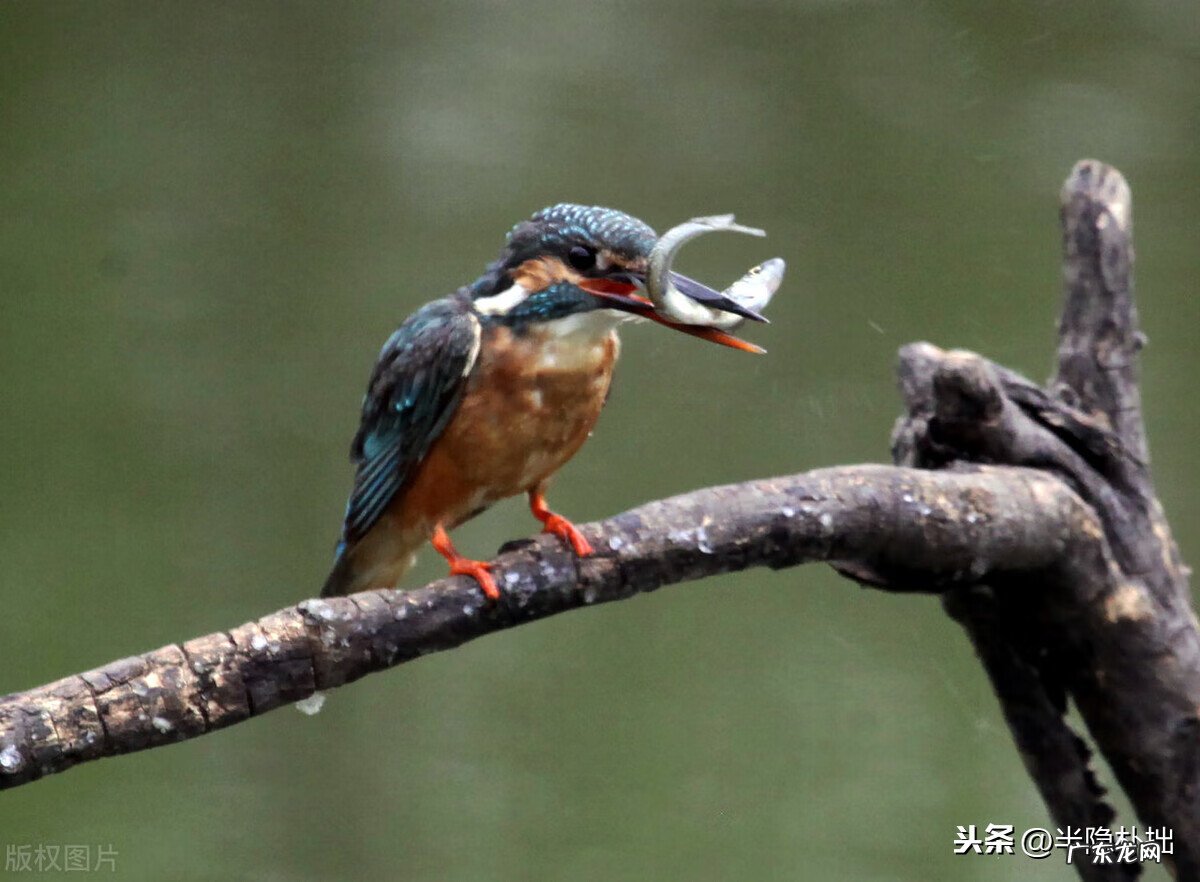 雷火丰卦的详解 雷火丰卦是什么卦
