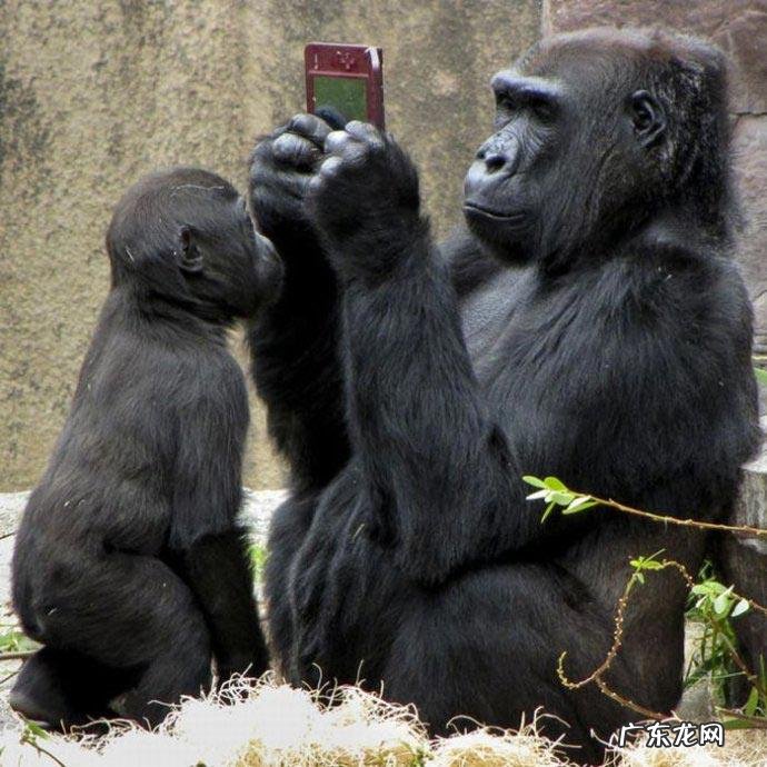 变脸2游戏 变脸僵尸破解版