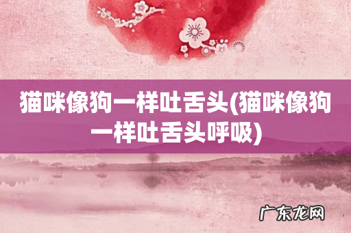 猫咪像狗一样吐舌头呼吸 猫咪像狗一样吐舌头