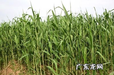 包粽子的芦苇叶长什么样 包粽子的叶子叫什么