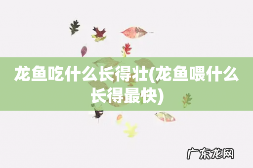 龙鱼喂什么长得最快 龙鱼吃什么长得壮