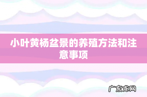 小叶黄杨盆景的养殖方法和注意事项