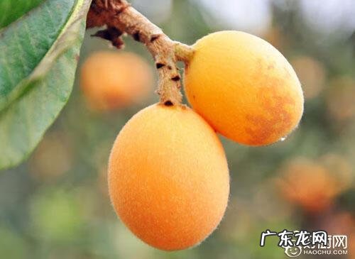 吃枇杷有什么功效与作用 吃枇杷的好处与坏处