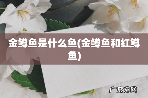 金鳟鱼和红鳟鱼 金鳟鱼是什么鱼