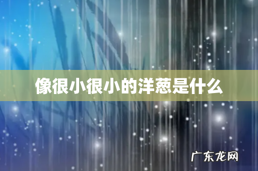 像很小很小的洋葱是什么
