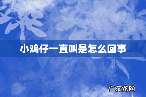 小鸡仔一直叫是怎么回事