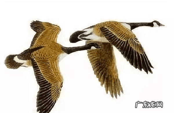 如何判断好的风水宝地 鹤山风水宝地