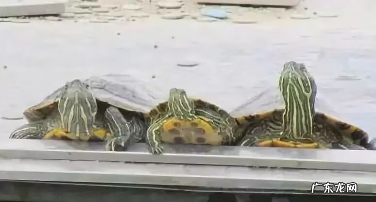 如何判断好的风水宝地 鹤山风水宝地