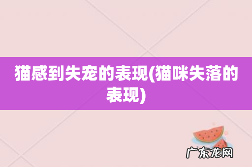 猫咪失落的表现 猫感到失宠的表现