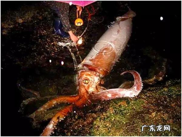 被触手怪入侵身体