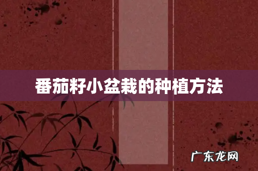 番茄籽小盆栽的种植方法