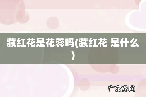 藏红花 是什么 藏红花是花蕊吗