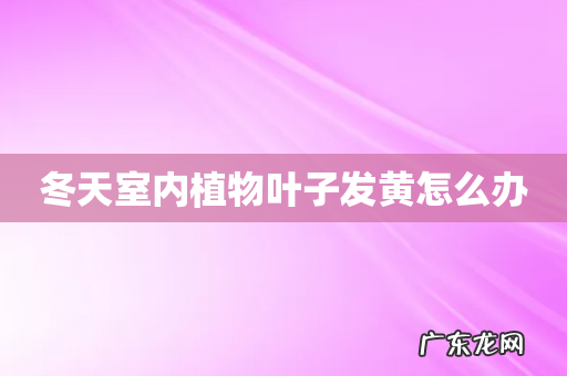 冬天室内植物叶子发黄怎么办