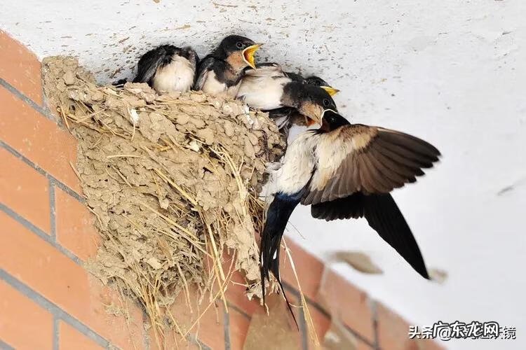 2只燕子进家里什么征兆 家进燕子有什么预兆