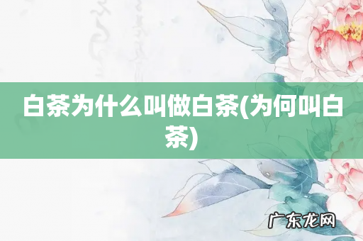 为何叫白茶 白茶为什么叫做白茶