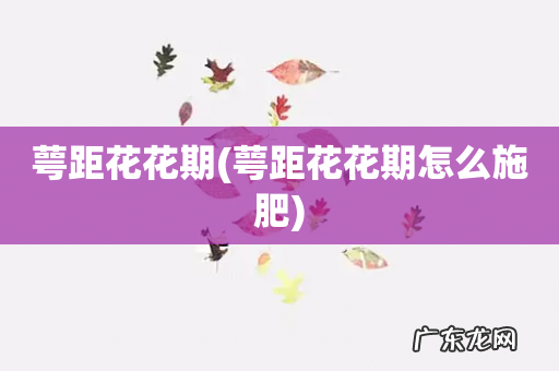 萼距花花期怎么施肥 萼距花花期