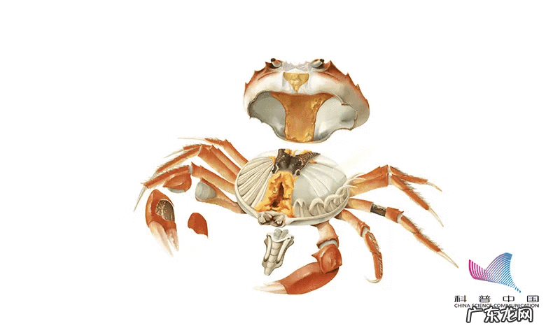 刚死不久的螃蟹能吃吗 刚死的螃蟹能吃吗