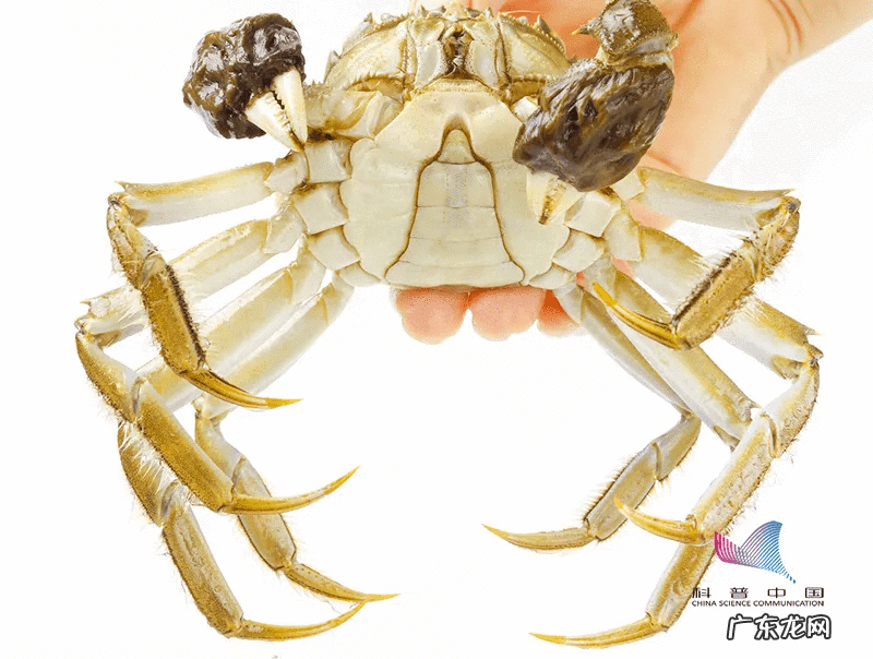 刚死不久的螃蟹能吃吗 刚死的螃蟹能吃吗