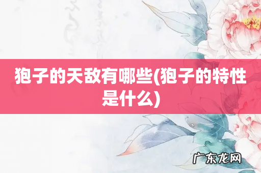 狍子的特性是什么 狍子的天敌有哪些