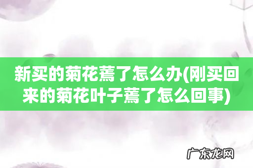 刚买回来的菊花叶子蔫了怎么回事 新买的菊花蔫了怎么办