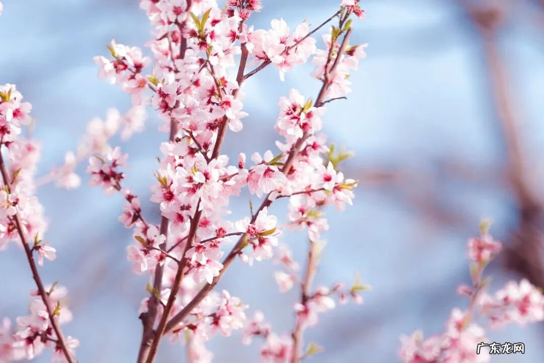 长恨春归无觅处句意 长恨春归无觅处全诗