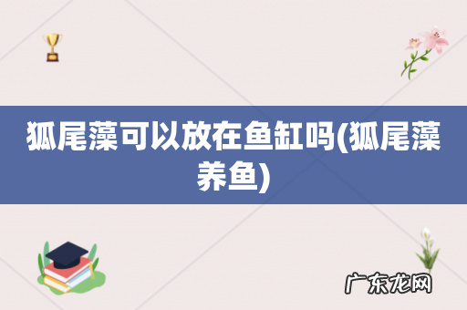 狐尾藻养鱼 狐尾藻可以放在鱼缸吗