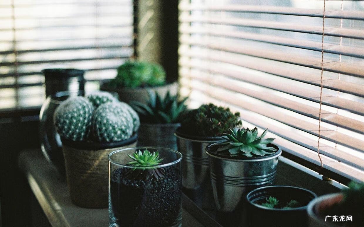 门口种仙人掌的风水 仙人掌放门口的风水