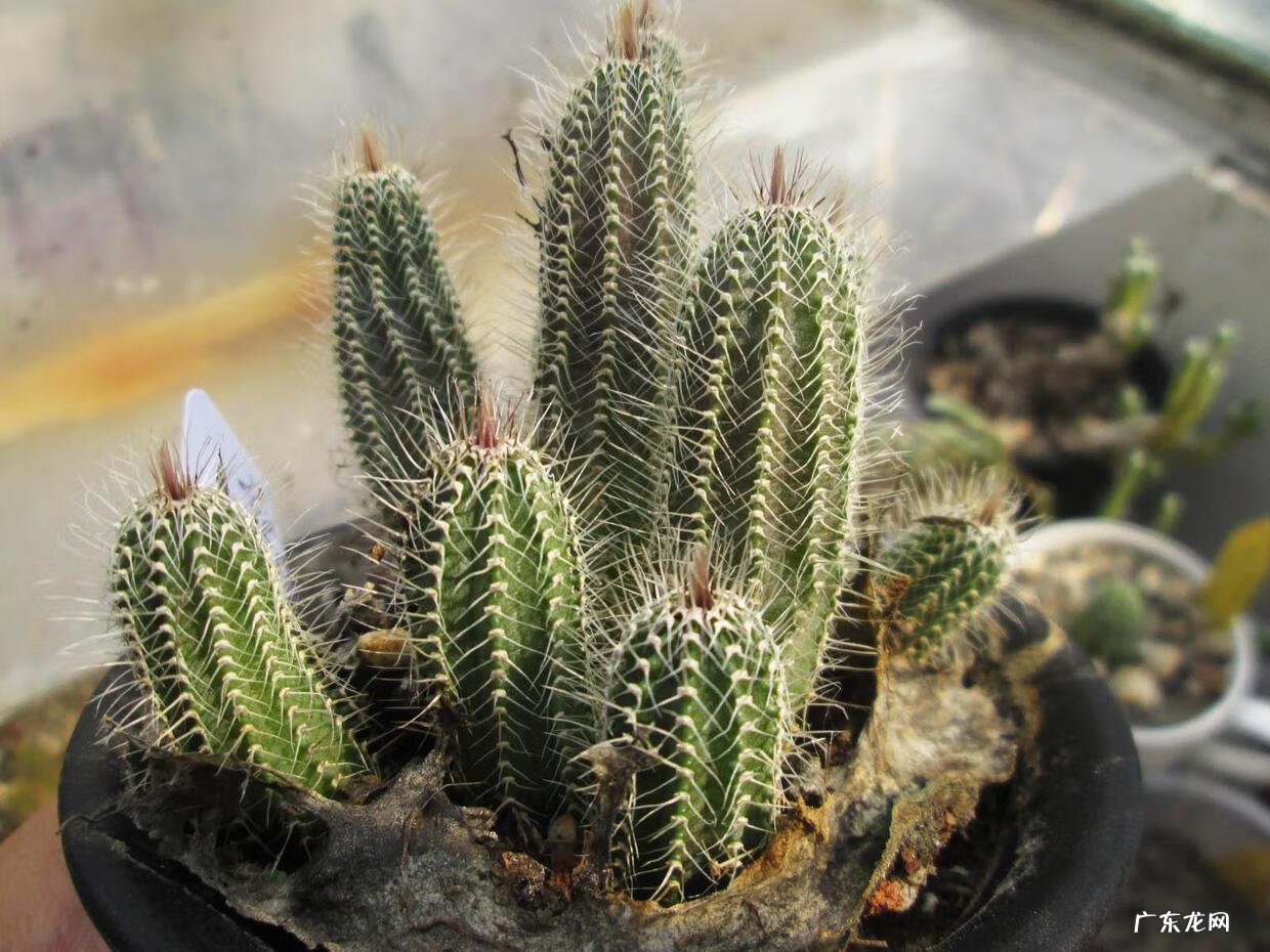 门口种仙人掌的风水 仙人掌放门口的风水