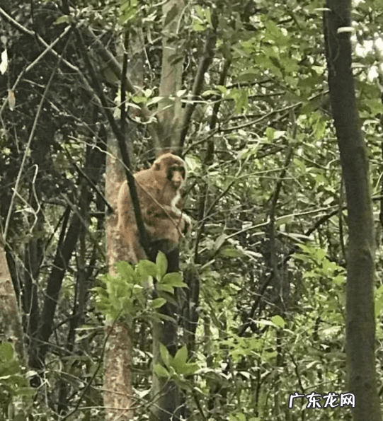 野生杨梅下山桩图片 杨梅树下鳄鱼下山风水