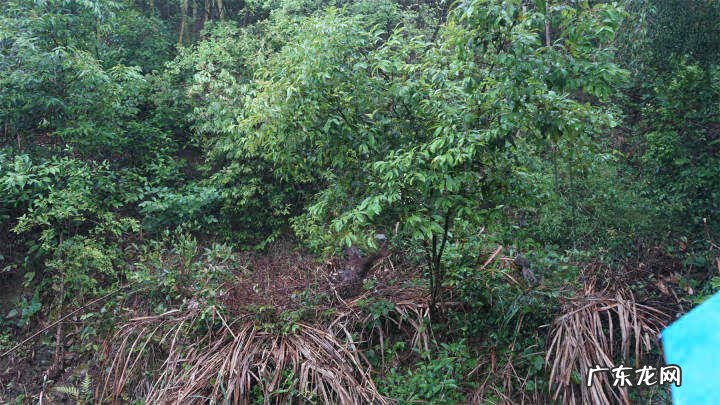 野生杨梅下山桩图片 杨梅树下鳄鱼下山风水