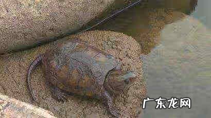 野生杨梅下山桩图片 杨梅树下鳄鱼下山风水