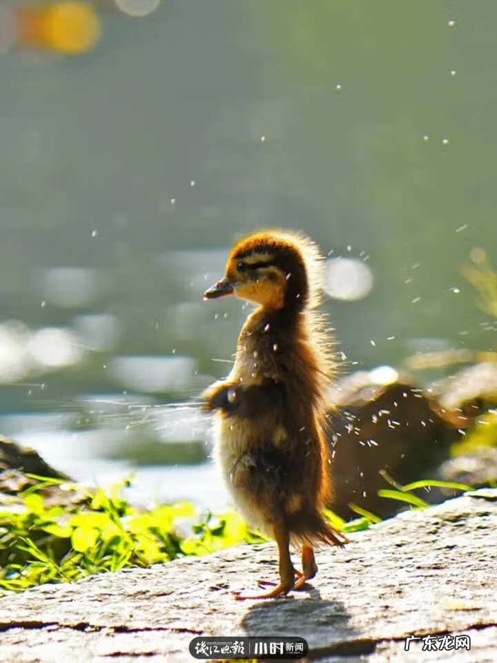 野生杨梅下山桩图片 杨梅树下鳄鱼下山风水