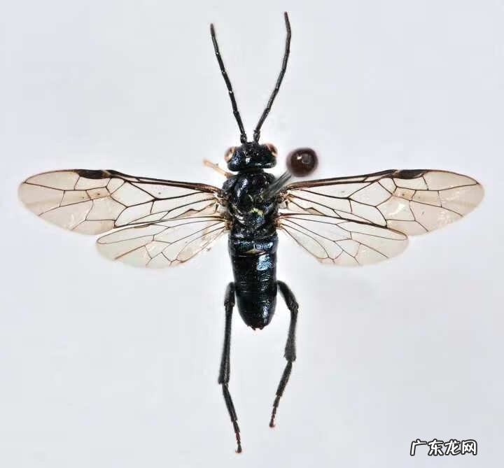 野生杨梅下山桩图片 杨梅树下鳄鱼下山风水