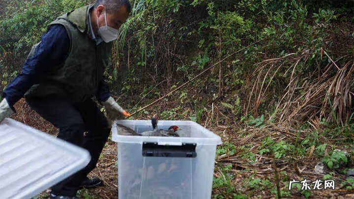 野生杨梅下山桩图片 杨梅树下鳄鱼下山风水