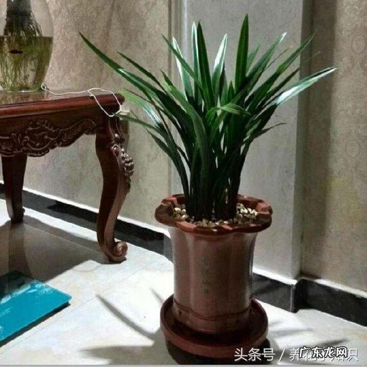 风水植物有哪些及作用 影响风水的植物