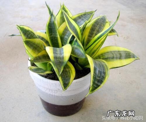 风水植物有哪些及作用 影响风水的植物